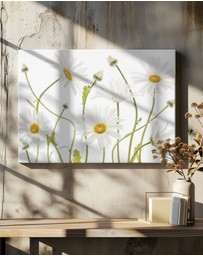 Olive et Oriel - Ox Eye Daisies by Mandy Disher Art Print