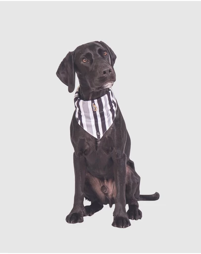 Mog & Bone - Dog Bandana - Pebble Black Brush Stroke Print